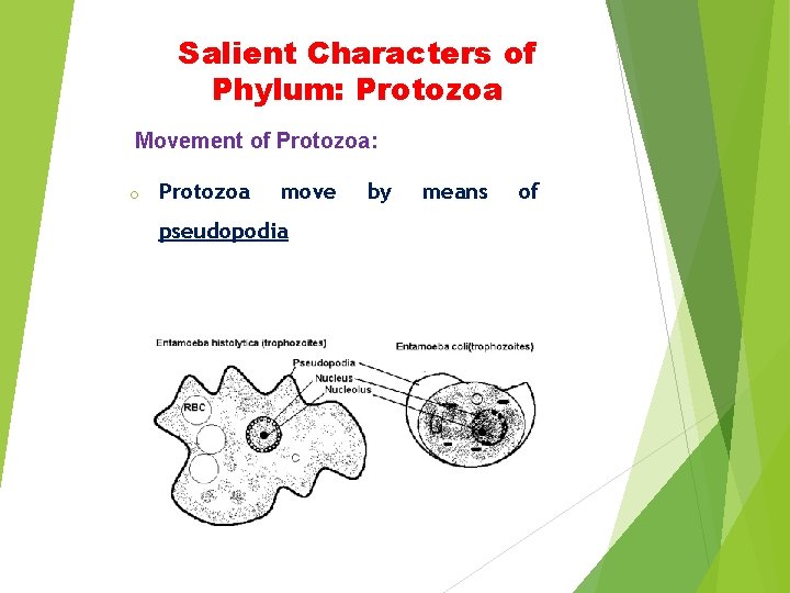 Salient Characters of Phylum: Protozoa Movement of Protozoa: o Protozoa move pseudopodia by means