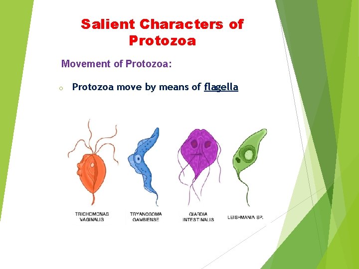 Salient Characters of Protozoa Movement of Protozoa: o Protozoa move by means of flagella