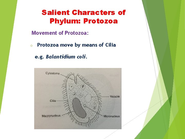Salient Characters of Phylum: Protozoa Movement of Protozoa: o Protozoa move by means of