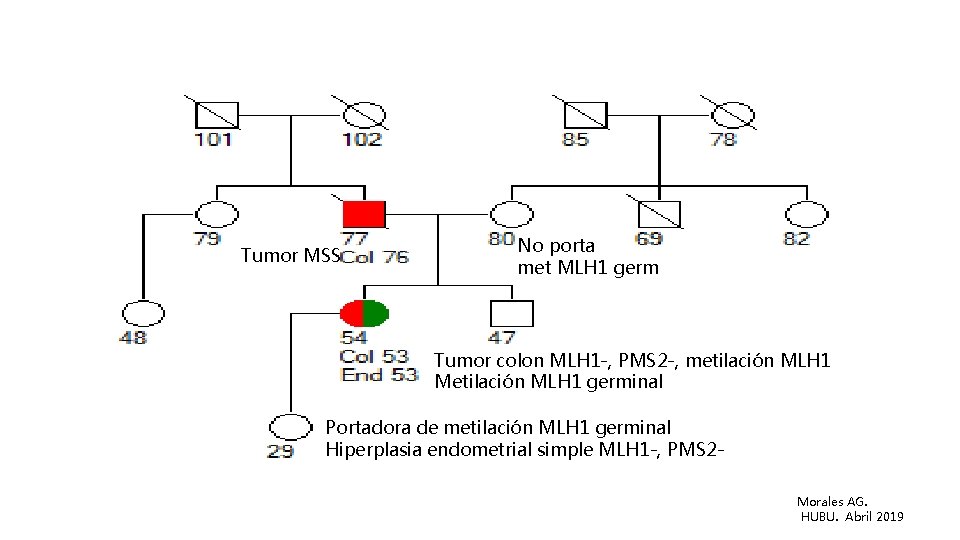 Tumor MSS No porta met MLH 1 germ Tumor colon MLH 1 -, PMS