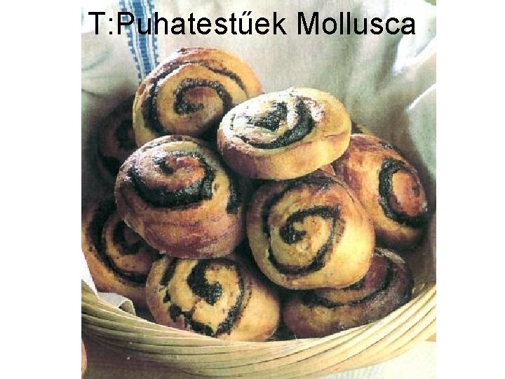 T: Puhatestűek Mollusca 
