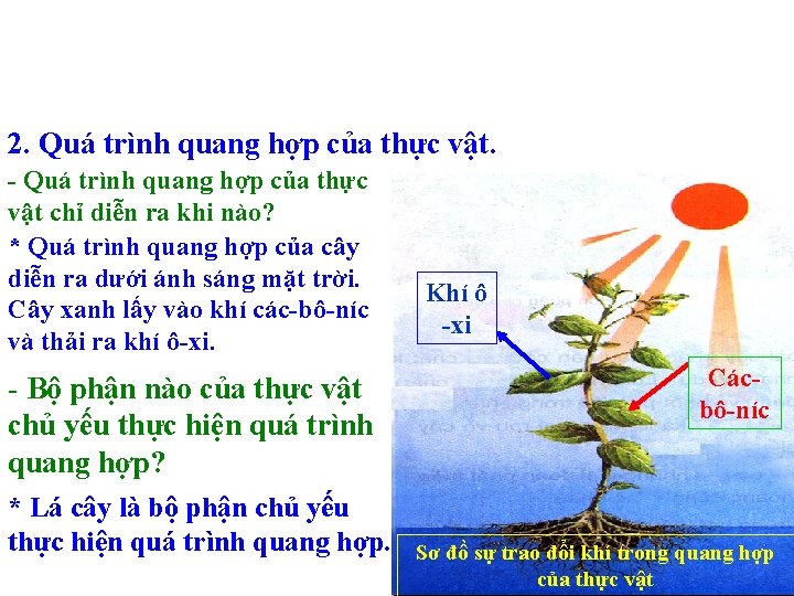 2. Quá trình quang hợp của thực vật. - Quá trình quang hợp của