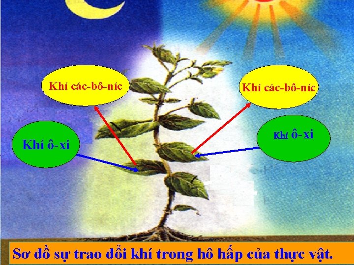 3. Sự trao đổi khí trong quá trình hô hấp của thực vật. Khí