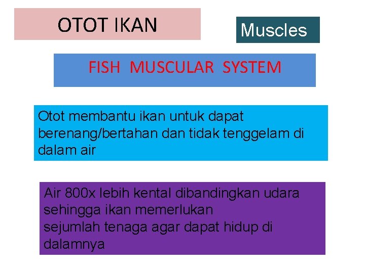 OTOT IKAN Muscles FISH MUSCULAR SYSTEM Otot membantu ikan untuk dapat berenang/bertahan dan tidak