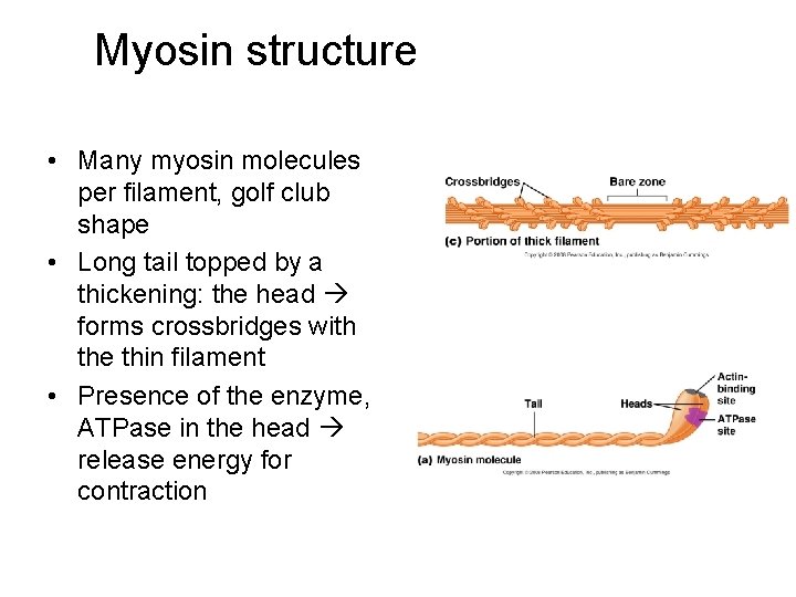 Myosin structure • Many myosin molecules per filament, golf club shape • Long tail