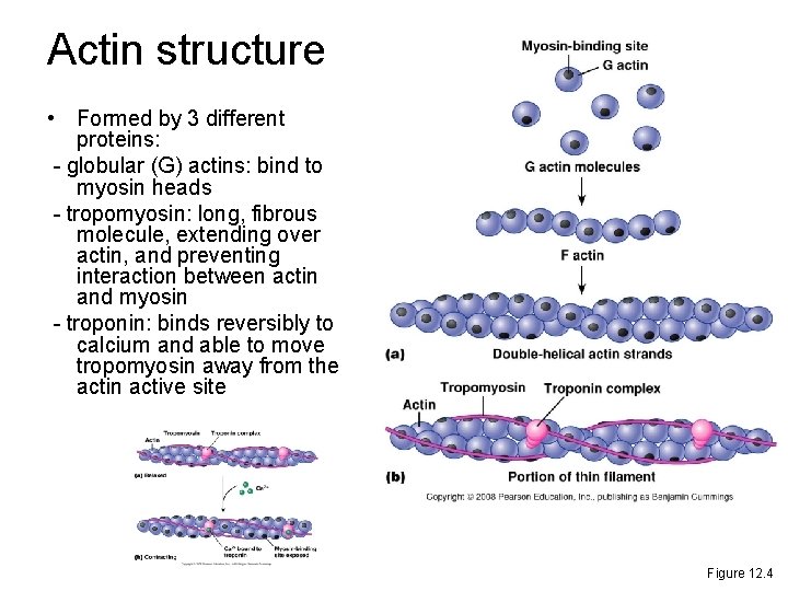 Actin structure • Formed by 3 different proteins: - globular (G) actins: bind to