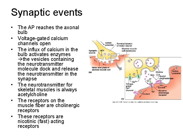 Synaptic events • The AP reaches the axonal bulb • Voltage-gated calcium channels open