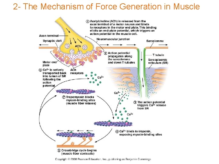 2 - The Mechanism of Force Generation in Muscle 