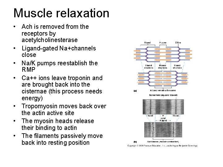 Muscle relaxation • Ach is removed from the receptors by acetylcholinesterase • Ligand-gated Na+channels