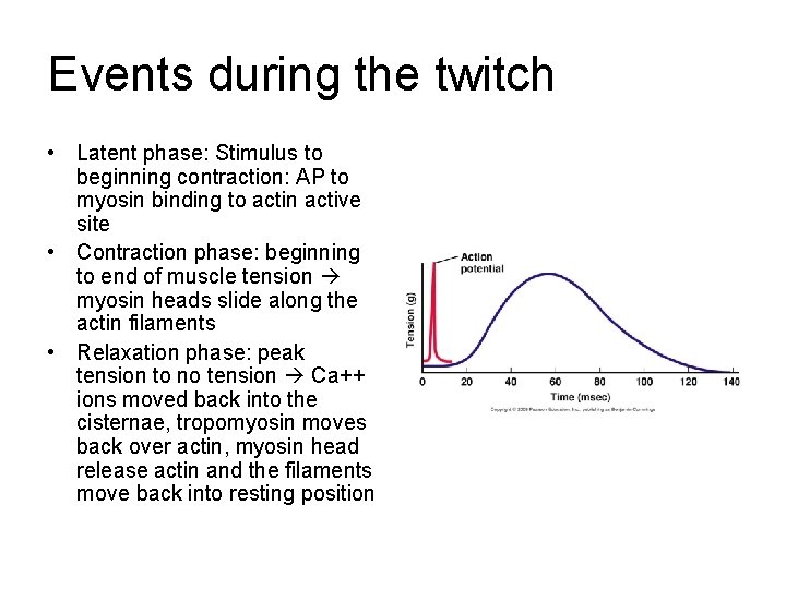 Events during the twitch • Latent phase: Stimulus to beginning contraction: AP to myosin