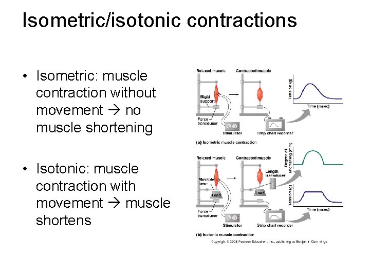 Isometric/isotonic contractions • Isometric: muscle contraction without movement no muscle shortening • Isotonic: muscle
