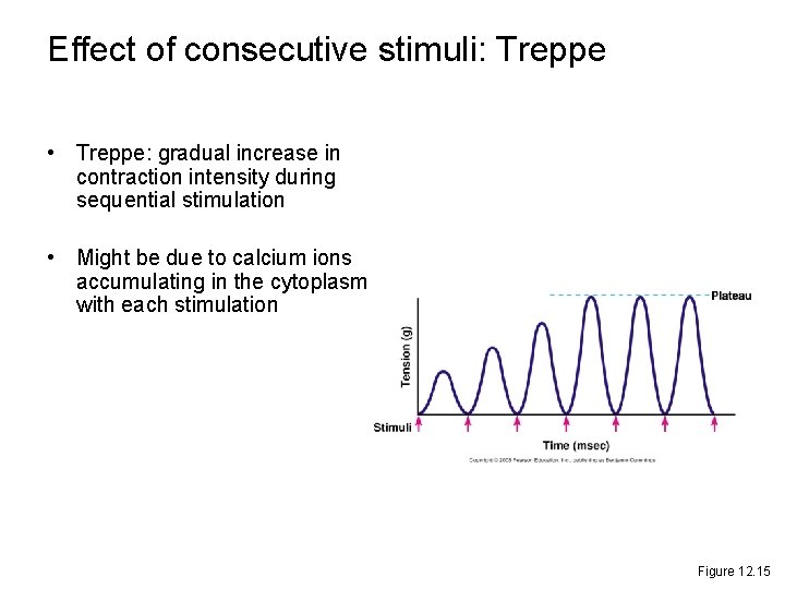 Effect of consecutive stimuli: Treppe • Treppe: gradual increase in contraction intensity during sequential