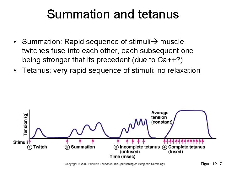 Summation and tetanus • Summation: Rapid sequence of stimuli muscle twitches fuse into each