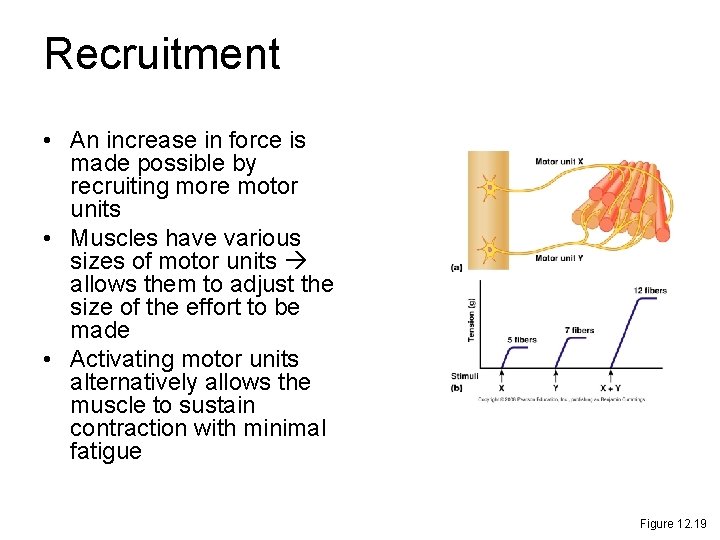 Recruitment • An increase in force is made possible by recruiting more motor units