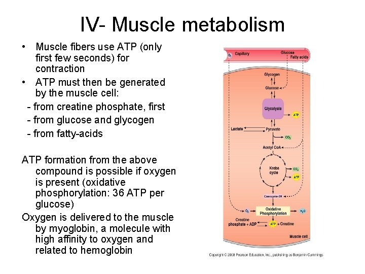 IV- Muscle metabolism • Muscle fibers use ATP (only first few seconds) for contraction
