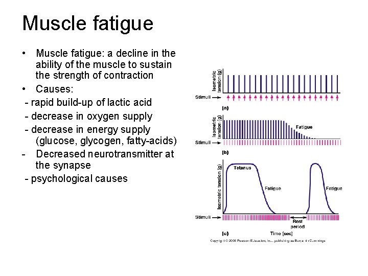 Muscle fatigue • Muscle fatigue: a decline in the ability of the muscle to