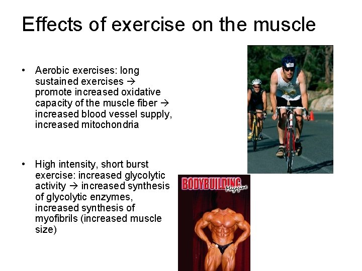 Effects of exercise on the muscle • Aerobic exercises: long sustained exercises promote increased