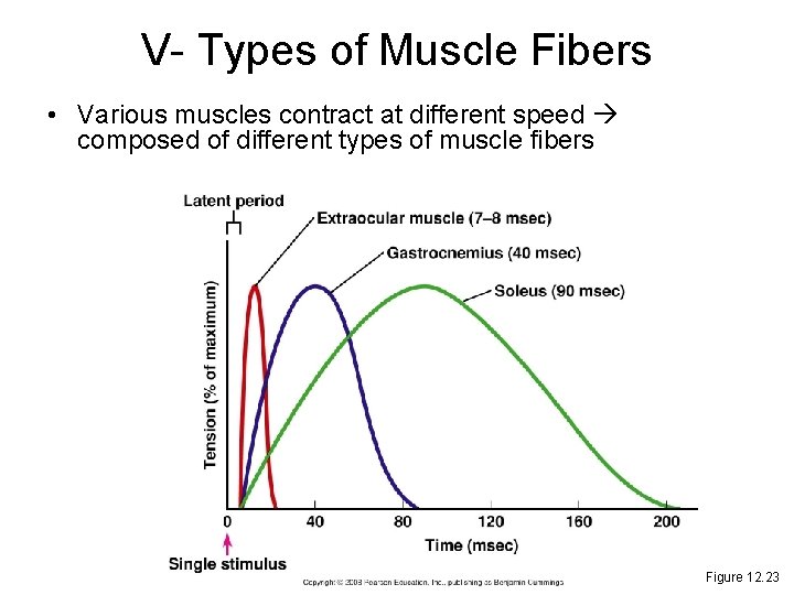 V- Types of Muscle Fibers • Various muscles contract at different speed composed of