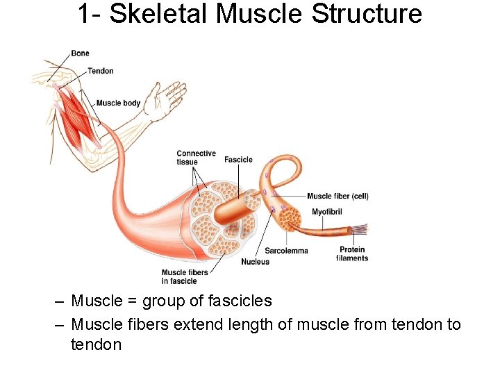 1 - Skeletal Muscle Structure – Muscle = group of fascicles – Muscle fibers