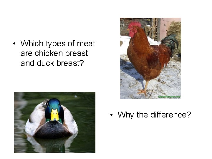  • Which types of meat are chicken breast and duck breast? • Why