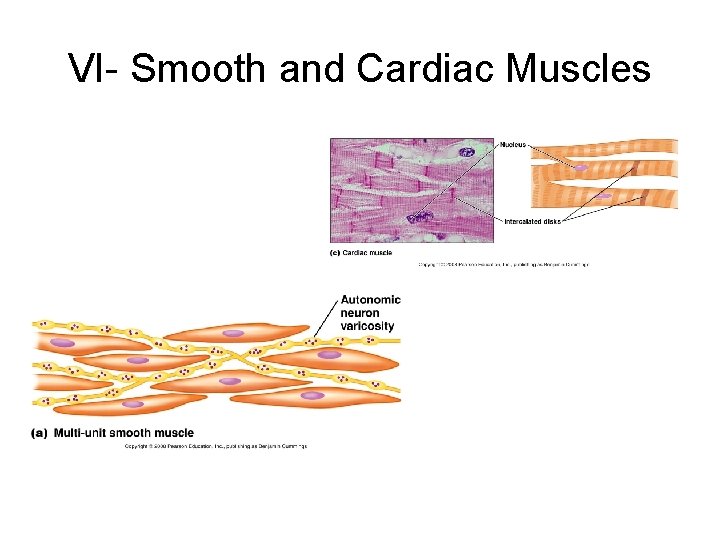 VI- Smooth and Cardiac Muscles 