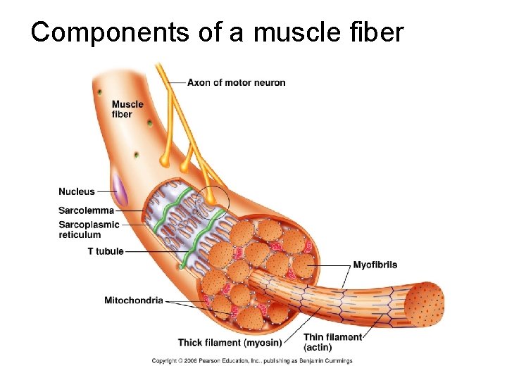 Components of a muscle fiber 