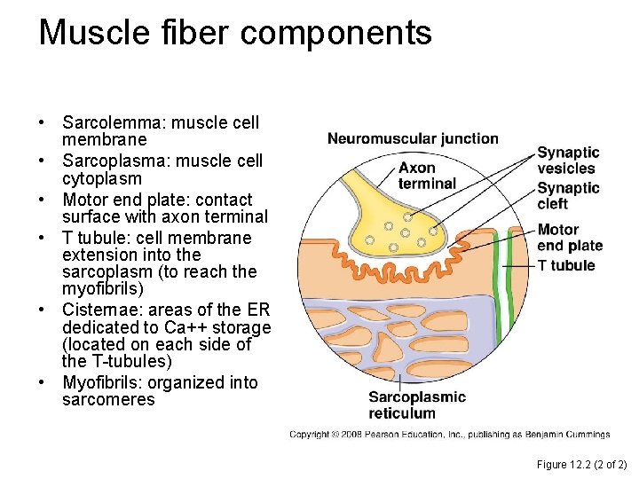 Muscle fiber components • Sarcolemma: muscle cell membrane • Sarcoplasma: muscle cell cytoplasm •