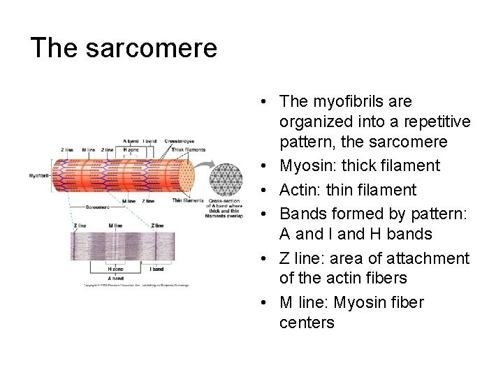 The sarcomere • The myofibrils are organized into a repetitive pattern, the sarcomere •