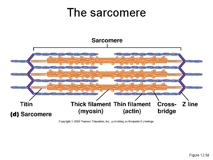 The sarcomere Figure 12. 5 d 