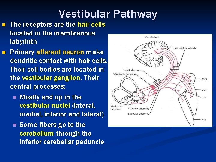 Vestibular Pathway n n The receptors are the hair cells located in the membranous