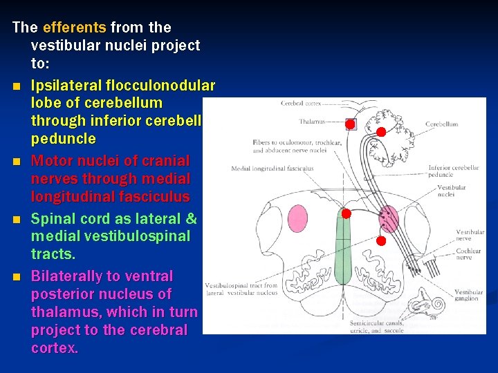 The efferents from the vestibular nuclei project to: n Ipsilateral flocculonodular lobe of cerebellum