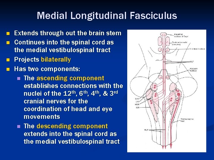 Medial Longitudinal Fasciculus n n Extends through out the brain stem Continues into the