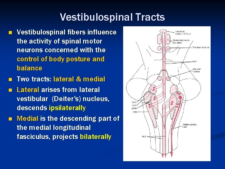 Vestibulospinal Tracts n n Vestibulospinal fibers influence the activity of spinal motor neurons concerned
