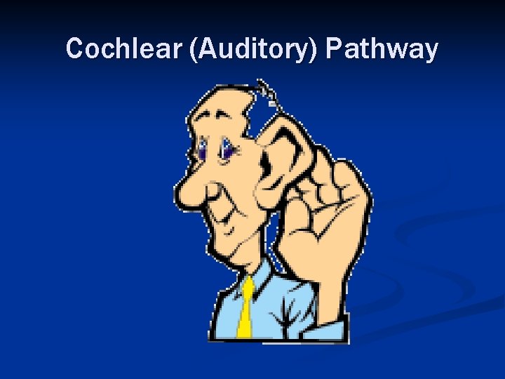 Cochlear (Auditory) Pathway 