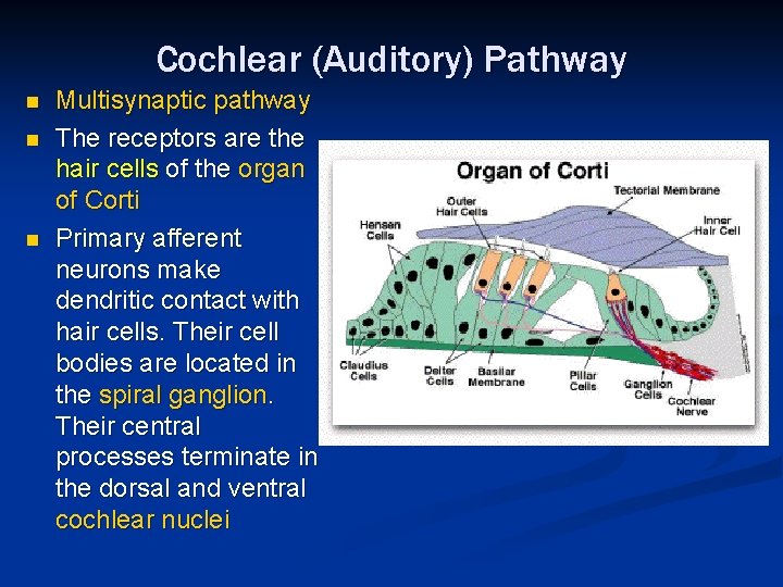 Cochlear (Auditory) Pathway n n n Multisynaptic pathway The receptors are the hair cells