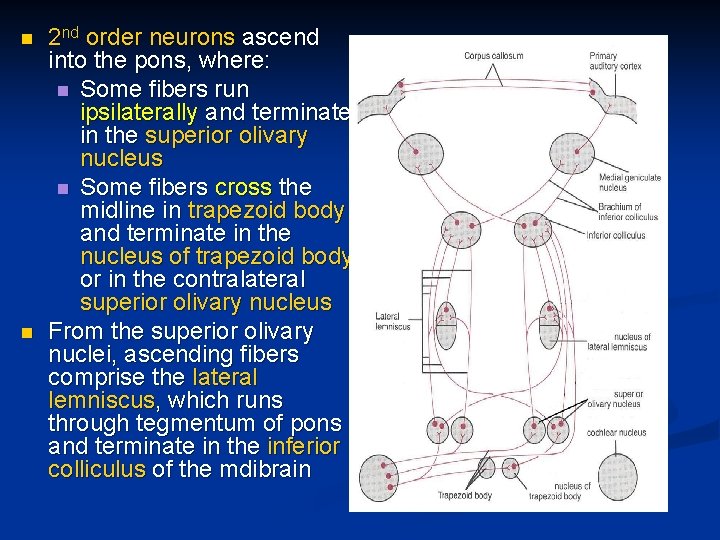 n n 2 nd order neurons ascend into the pons, where: n Some fibers