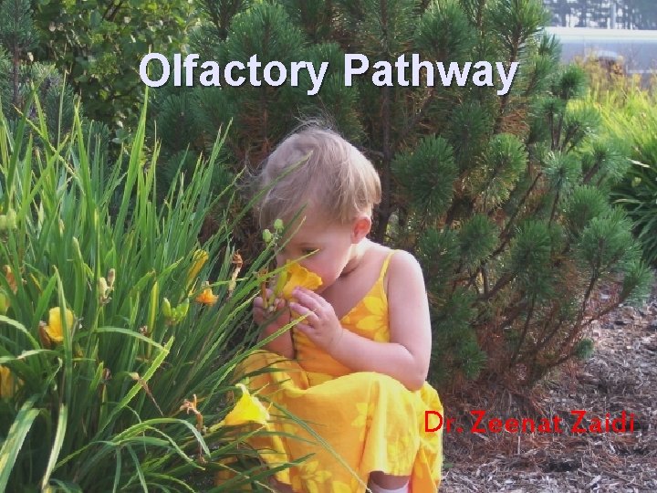 Olfactory Pathway Dr. Zeenat Zaidi 