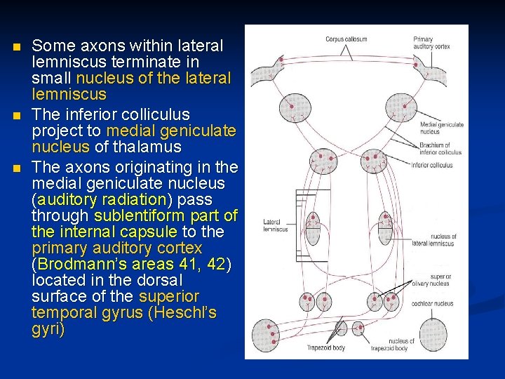 n n n Some axons within lateral lemniscus terminate in small nucleus of the