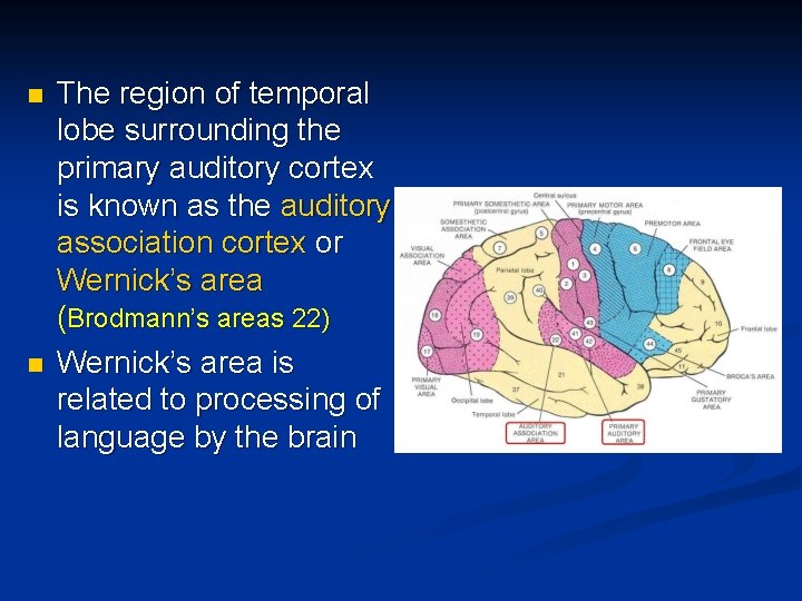 n n The region of temporal lobe surrounding the primary auditory cortex is known