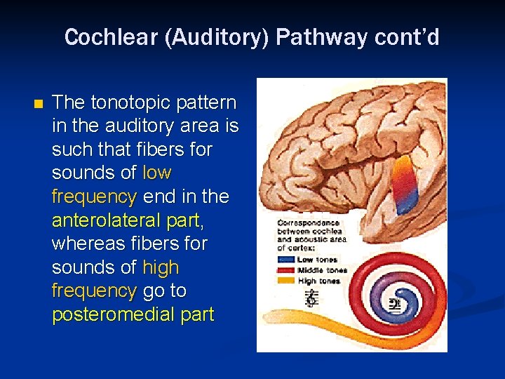 Cochlear (Auditory) Pathway cont’d n The tonotopic pattern in the auditory area is such