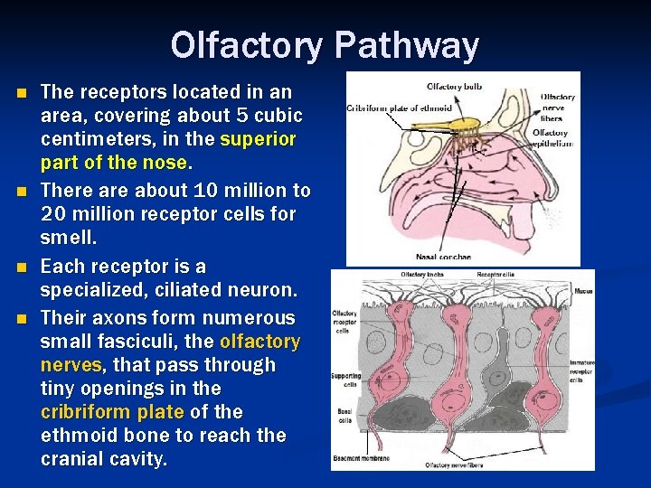 Olfactory Pathway n n The receptors located in an area, covering about 5 cubic