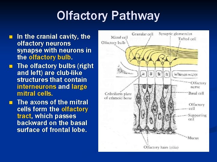 Olfactory Pathway n n n In the cranial cavity, the olfactory neurons synapse with
