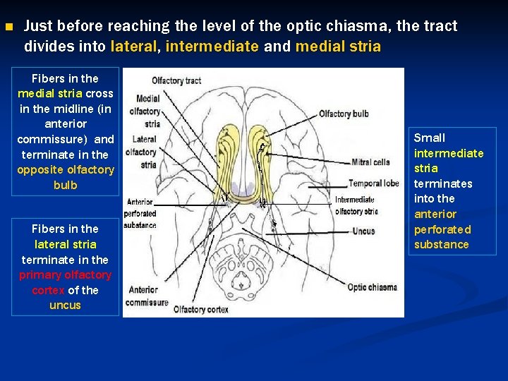 n Just before reaching the level of the optic chiasma, the tract divides into