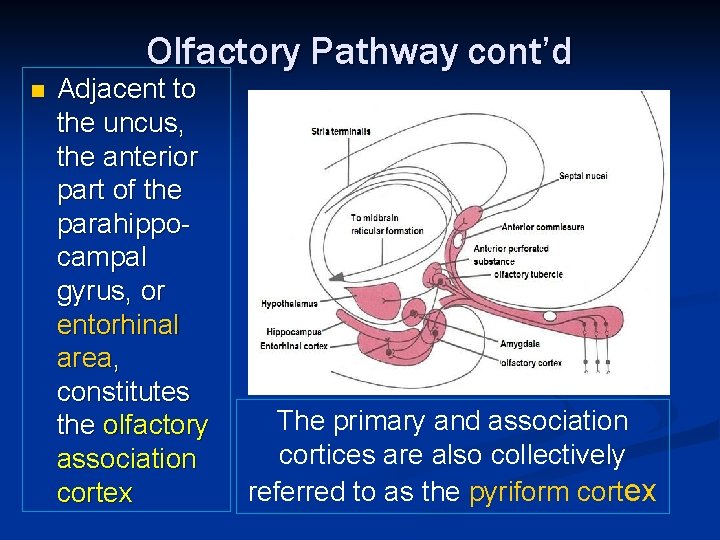 Olfactory Pathway cont’d n Adjacent to the uncus, the anterior part of the parahippocampal