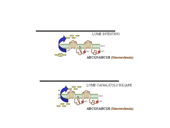 LUME INTESTINO ABCG 5/ABCG 8 (Sitosterolemia) LUME CANALICOLO BILIARE ABCG 5/ABCG 8 (Sitosterolemia) 