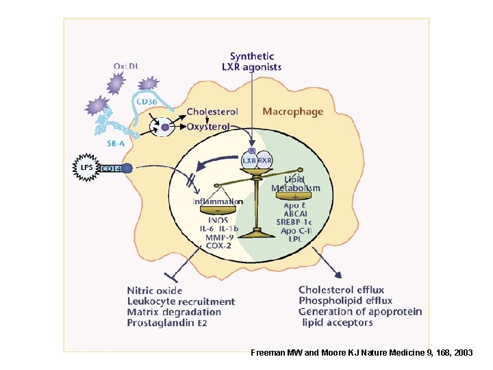 Freeman MW and Moore KJ Nature Medicine 9, 168, 2003 
