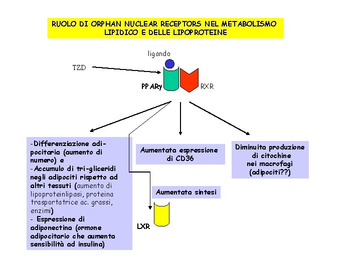 RUOLO DI ORPHAN NUCLEAR RECEPTORS NEL METABOLISMO LIPIDICO E DELLE LIPOPROTEINE ligando TZD PPARg