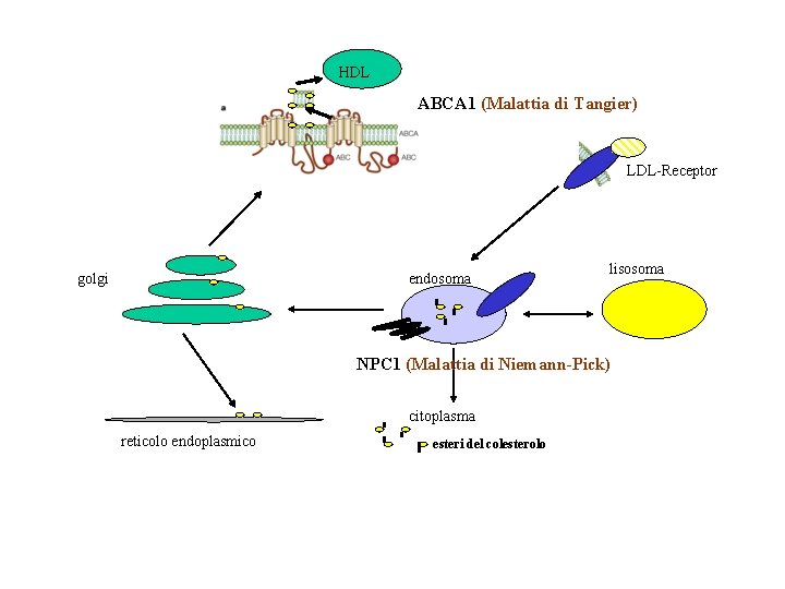 HDL ABCA 1 (Malattia di Tangier) LDL-Receptor golgi endosoma lisosoma NPC 1 (Malattia di