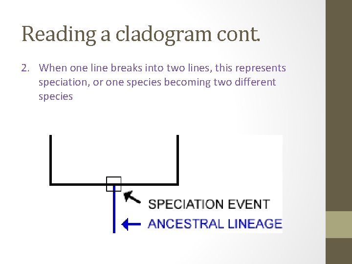 Reading a cladogram cont. 2. When one line breaks into two lines, this represents