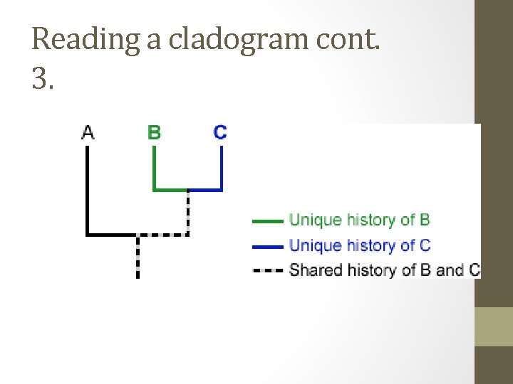 Reading a cladogram cont. 3. 